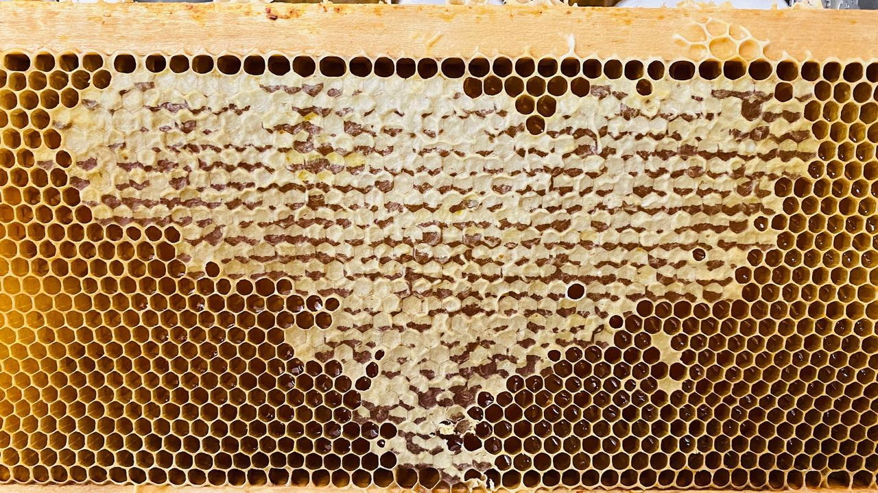 Ganz nah bei den Bienen im Schutzanzug oder aus sicherer Entfernung. Wir erklären das faszinierende Zusammenleben der Bienen und zeigen die wichtigsten Handgriffe direkt am Bienenstock. Wir sprechen darüber wie Honig entsteht, was das Bienenvolk antreibt und es manchmal dazu veranlasst, in ein Fussballstadion zu ziehen. Wer möchte, darf auch einen Blick in unsere Manufaktur werfen und dabei in die Welt des flüssigen Goldes eintauchen.