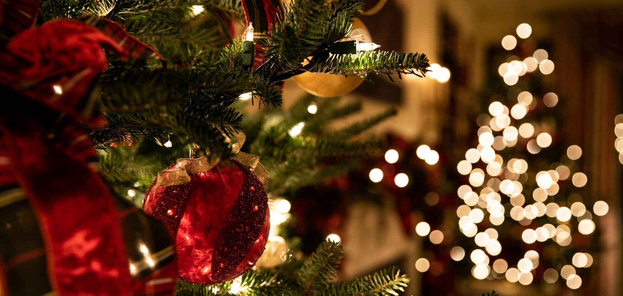 Im Vordergrund ist ein Tannenzweig mit rotenbKugeln und einer roten Schleife zu sehen und im Hintergrund ein weiterer Weihnachtsbauem geschnückt mit einer Lichterkette.