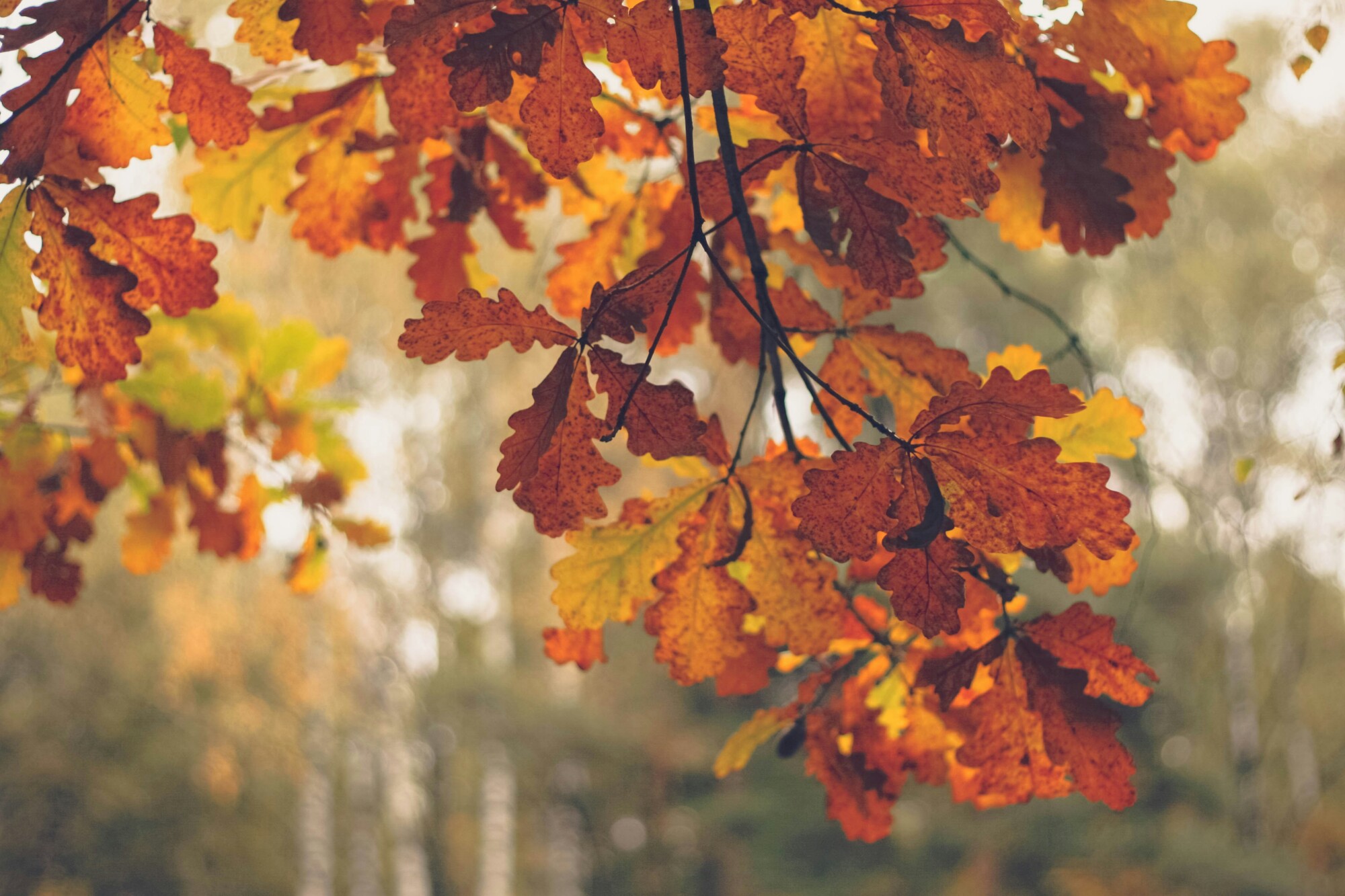Bunte Herbstblätter an einem Baumzweig.