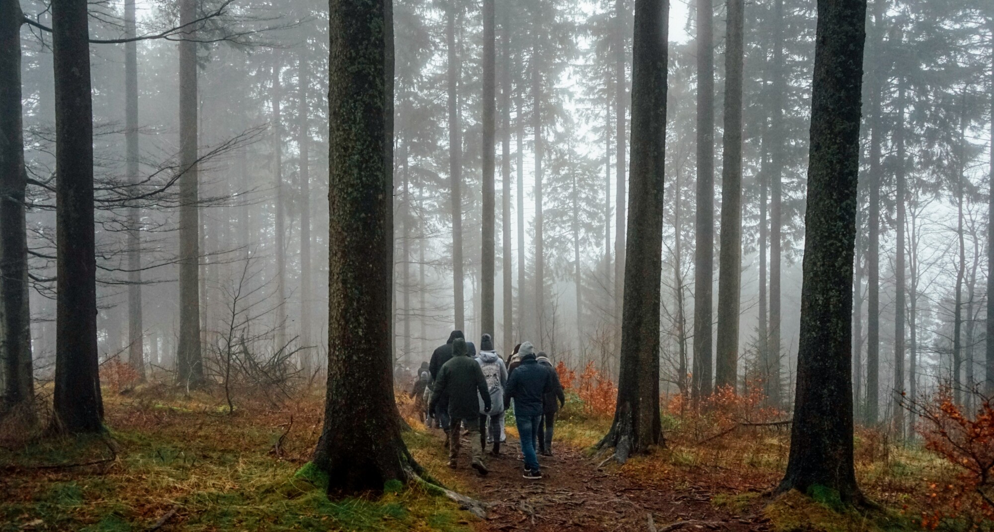 Eine Gruppe von Menschen wandert auf einem schmalen Waldweg durch einen nebligen Nadelwald mit hohen Bäumen.