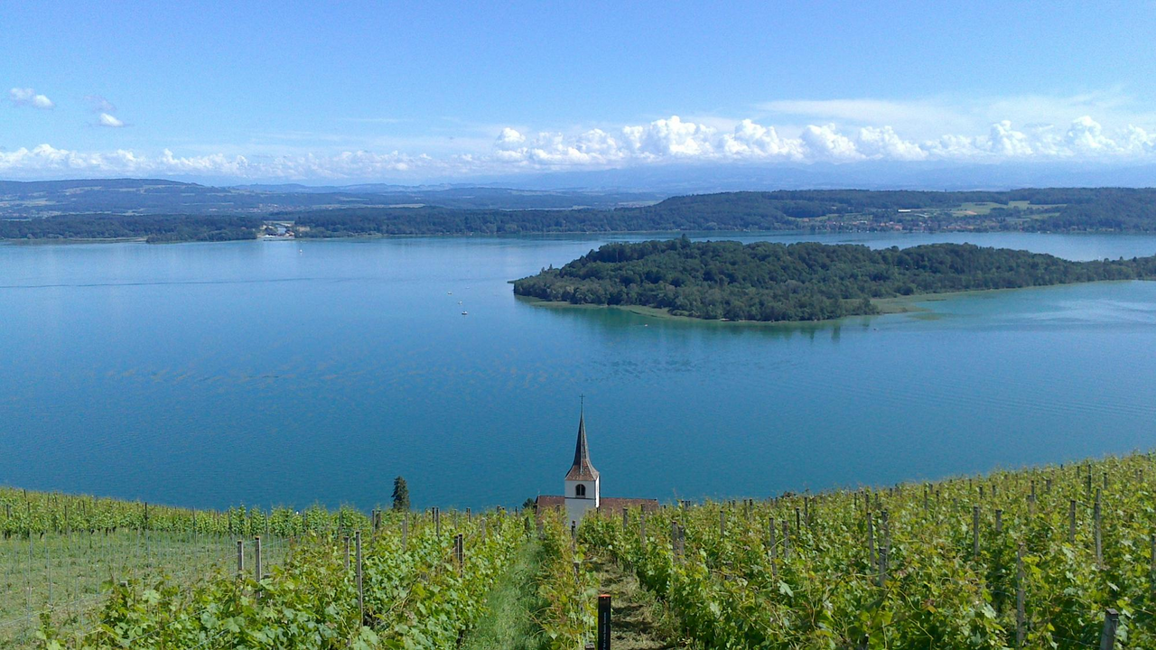 BBQ und Wein-Degustation: Gemütliche Grillade auf dem Weingut am Bielersee mit Degustation mitten in den Reben.