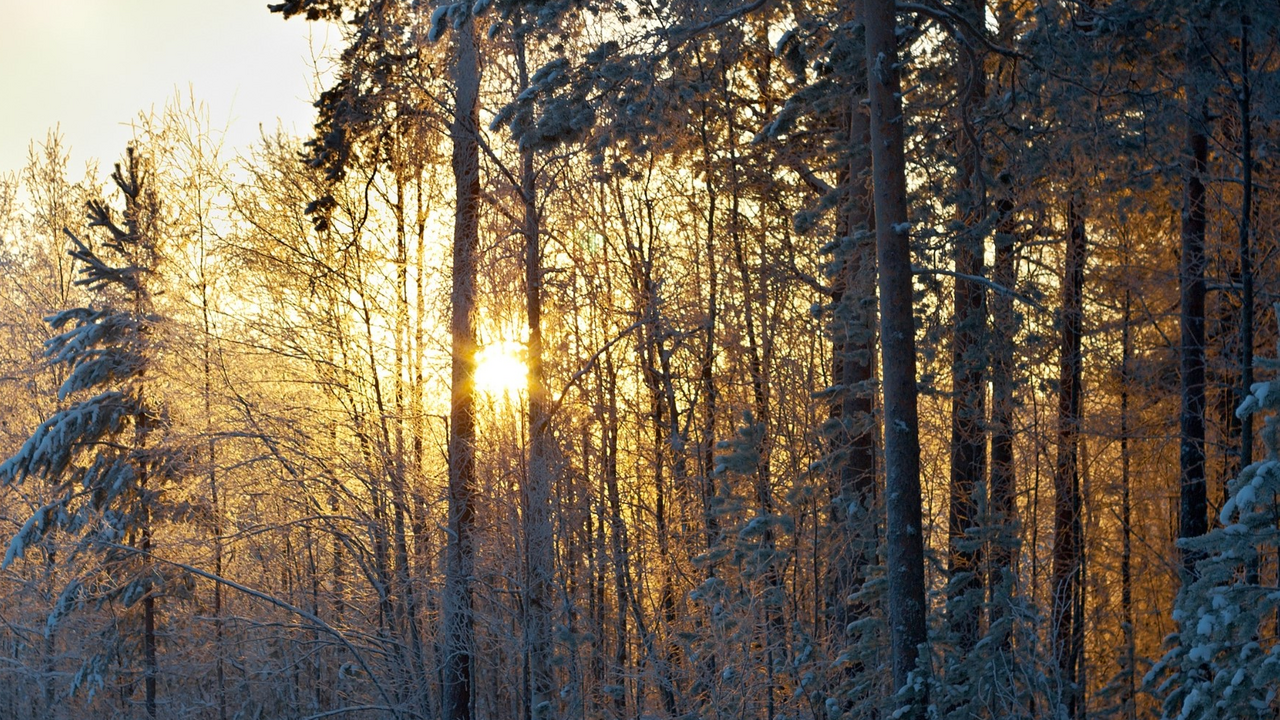 Suchen Sie nach einem einzigartigen Event für Ihr Team? Verbringen Sie gemeinsam mit Ihrem Team unvergessliche Zeit im Winterwald und im Waldhäuschen.