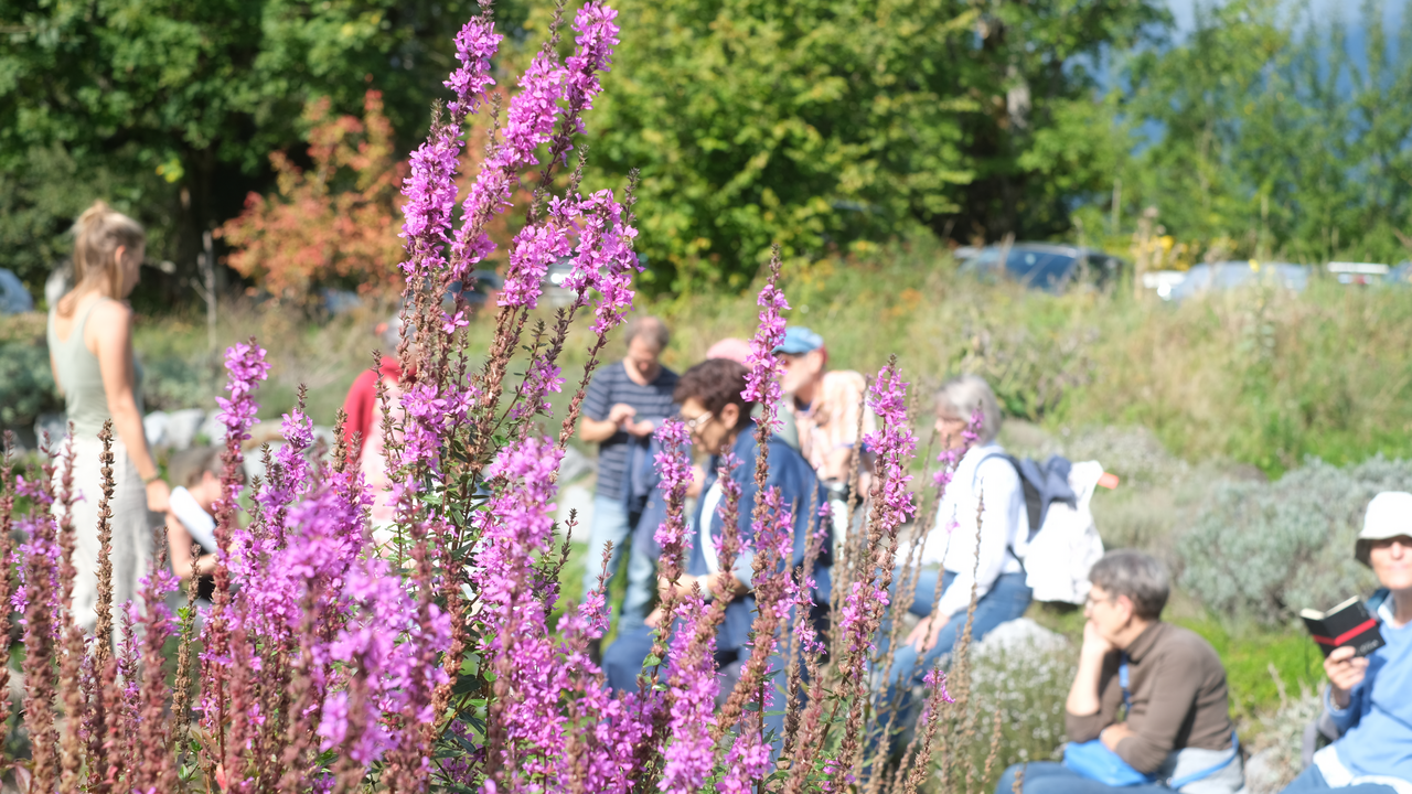 Lebensräume für Bienen & Schmetterlinge Bienen, Schmetterlinge und andere Insekten sind für gesunde Ökosysteme unersetzlich. Auf dieser Führung entdecken Sie die wichtigsten Pflanzen, die Insekten wertvolle Nahrung und Lebensraum bieten. Sie erfahren, an welchen Pflanzen sich Raupen entwickeln, welche Blüten für Wildbienen besonders attraktiv sind und wie wir in der Permakultur gezielt Lebensräume schaffen. Der Rundgang führt Sie quer durch blühende Gartenanlagen und artenreiche Wiesen. Unterwegs gibt es Tipps, wie sich auch im eigenen Garten oder auf dem Balkon insektenfreundliche Strukturen schaffen lassen. Dieses Angebot verbindet Naturwissen mit praktischen Ideen für den eigenen Alltag und inspiriert dazu, Verantwortung für die Umwelt zu übernehmen. Für Firmen und Vereine ist es ein gemeinsames Erlebnis mit bleibendem Mehrwert.