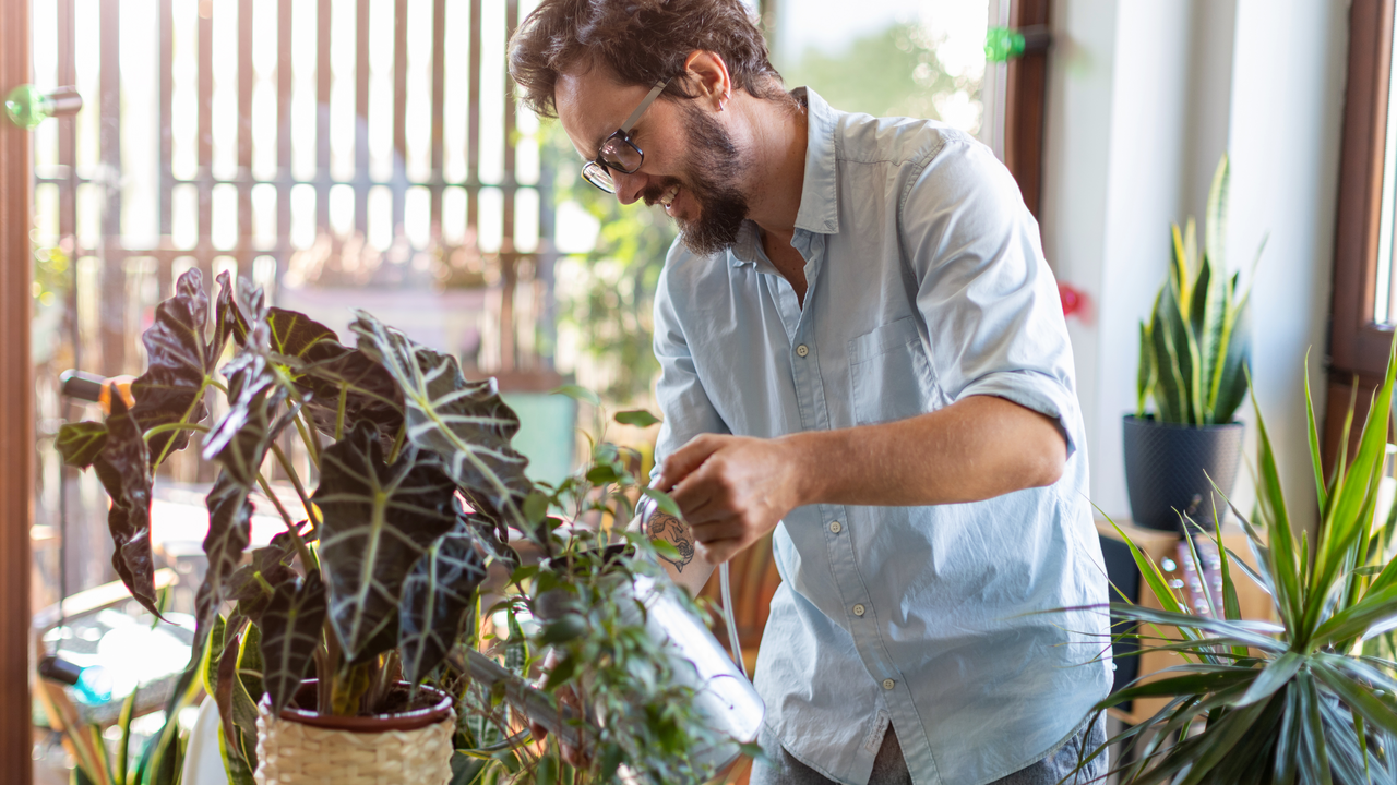 Zimmerpflanzen hegen und pflegen Ob Grünlilie, Monstera oder Gummibaum – Zimmerpflanzen sind aus unseren Wohnungen nicht mehr wegzudenken.