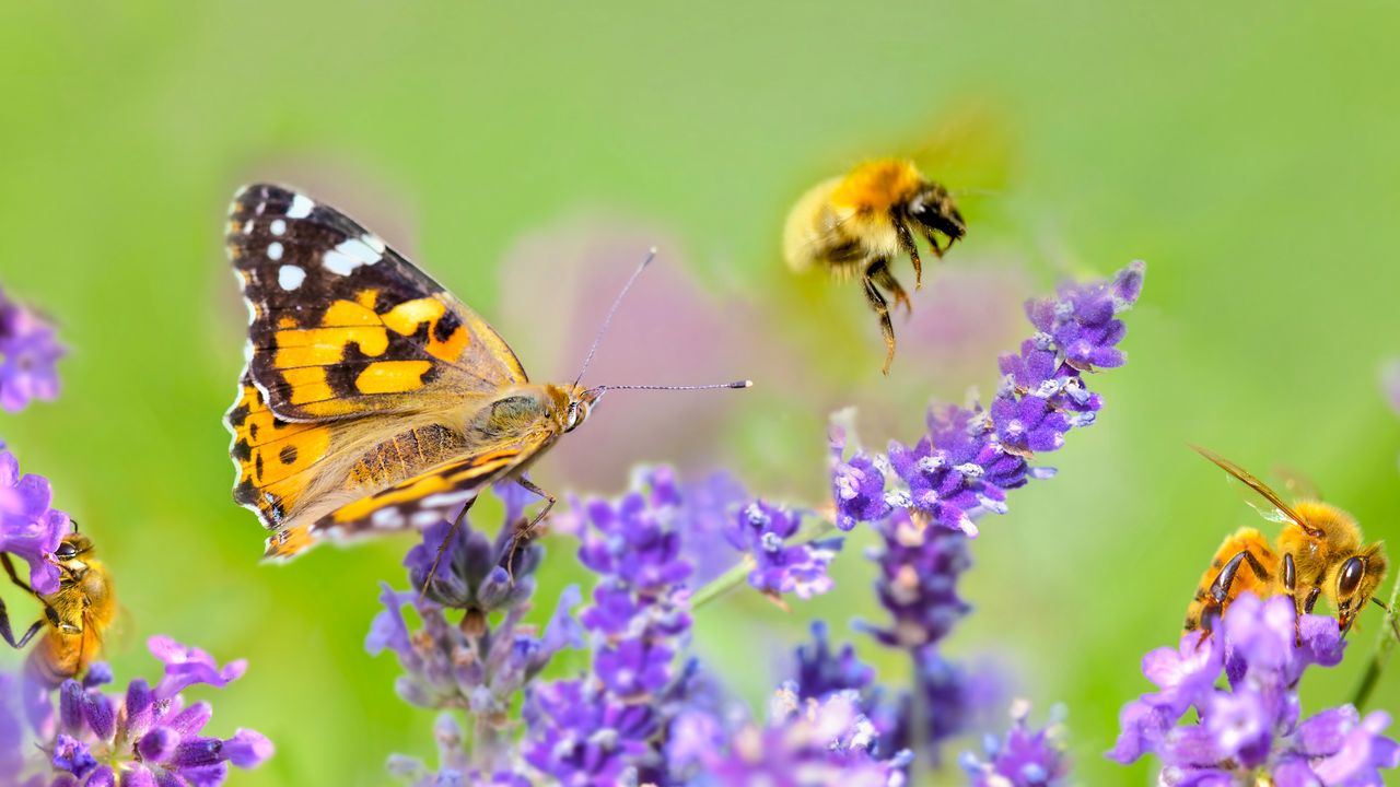 Auf deinem Balkon soll es lebhaft Summen und Flattern? Dann bist du in diesem Workshop genau richtig. Lerne in 45 Minuten, welche Pflanzen Bienen, Schmetterlinge und weitere Insekten bevorzugen und in welchen Pflanzgefässen sie am besten gedeihen. Tu was für Bienen und Insekten im urbanen Umfeld und setze mit deinem Balkon ein Zeichen für die Biodiversität.