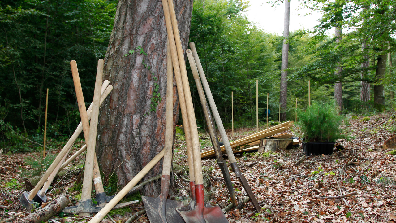 Diese Veranstaltung fördert die Nachhaltig Ihres Unternehmens, indem die Teilnehmer zusammen mit einem Förster einen halben Tag im Wald verbringen. Dabei werden Lichtungen von Gestrüpp befreit und Neophyten bekämpft. Wenn es von der Jahreszeit her passt, können sogar junge Pflanzen gesetzt werden.