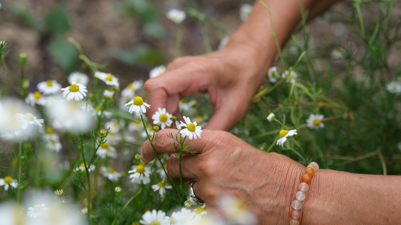 Auf unserem weitläufigen Gelände wachsen nicht nur kultivierte Gartenpflanzen, sondern auch zahlreiche heimische Wildkräuter. Auf dieser Führung lernen Sie essbare Wildpflanzen kennen, ernten und kulinarisch nutzen. Sie erfahren, welche Teile der Pflanzen besonders aromatisch sind und wie sich ihre Aromen mit anderen Zutaten verbinden lassen. Zwischen Wiesen, Waldrändern und Permakulturgärten gibt es reichlich Gelegenheit, die Pflanzen mit allen Sinnen kennenzulernen. Zum Abschluss geniessen Sie einen frisch zubereiteten Wildkräuter-Apéro – aromatisch, saisonal und direkt aus der Natur. Gemeinsames Entdecken und Probieren schärft die Sinne, macht Spass und verbindet. Dieses Angebot ist ideal für Teams, die neue Energie tanken und gleichzeitig etwas Praktisches für den Alltag mitnehmen wollen – ein kulinarischer Ausflug, der in Erinnerung bleibt.