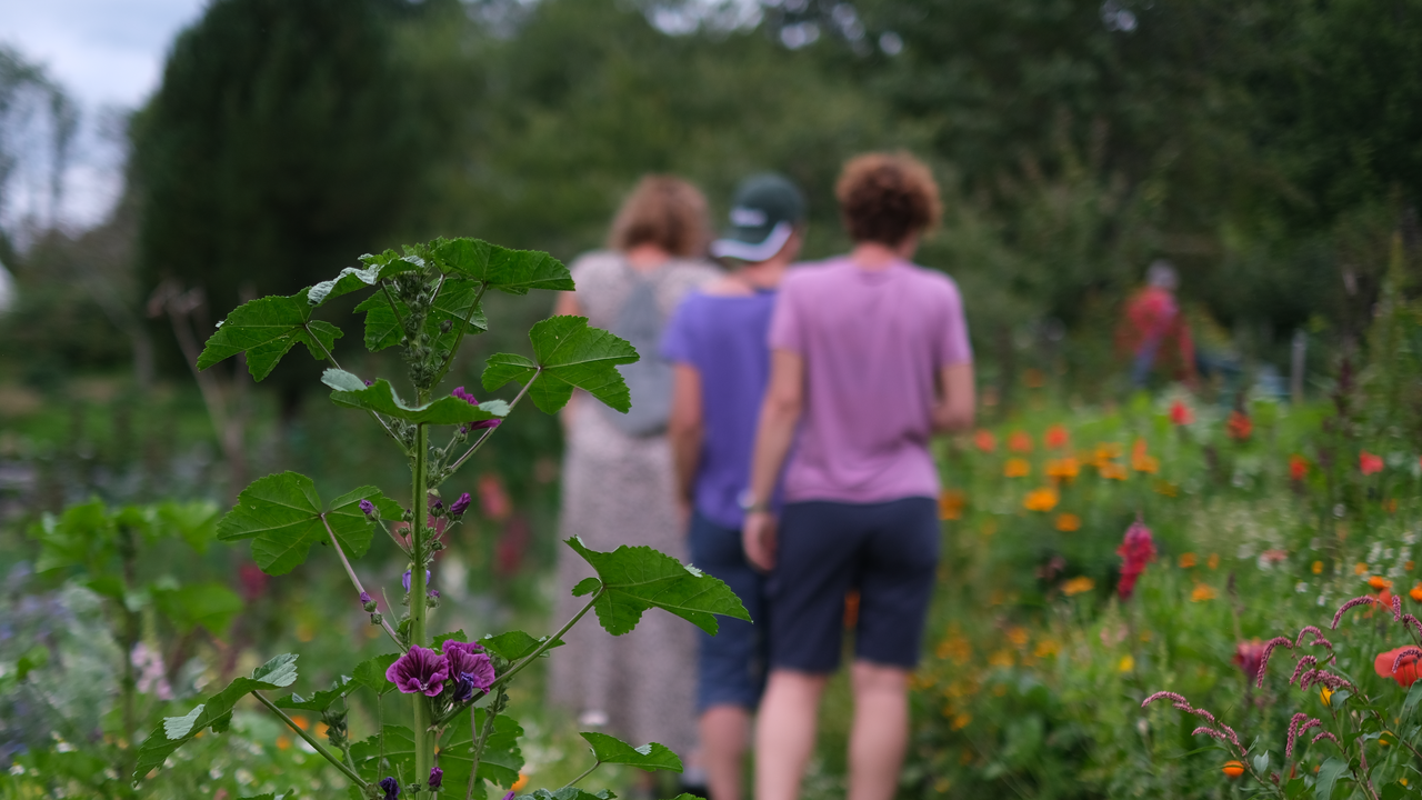 Kraft der Pflanzen – traditionell & heute Viele Pflanzen, Hier in der Schweiz wachsen, werden seit Jahrhunderten als Heilkräuter genutzt. Auf dieser Führung lernen Sie sowohl kultivierte als auch wild wachsende Heilpflanzen kennen und erfahren, welche Wirkungen ihnen zugeschrieben werden. Unsere Kräuterfachleute geben Einblicke in traditionelle Anwendungen und moderne Verarbeitungsmethoden. Sie zeigen, wie Blätter, Blüten und Wurzeln schonend geerntet und zu hochwertigen Produkten wie Tee, Ölauszügen oder Salben verarbeitet werden. Ein inspirierender Ausflug, der altes Wissen mit modernen Ansätzen verbindet.