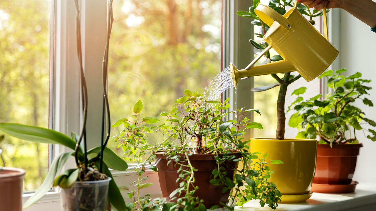 Ob Grünlilie, Monstera oder Gummibaum – Zimmerpflanzen sind aus unseren Wohnungen nicht mehr wegzudenken.