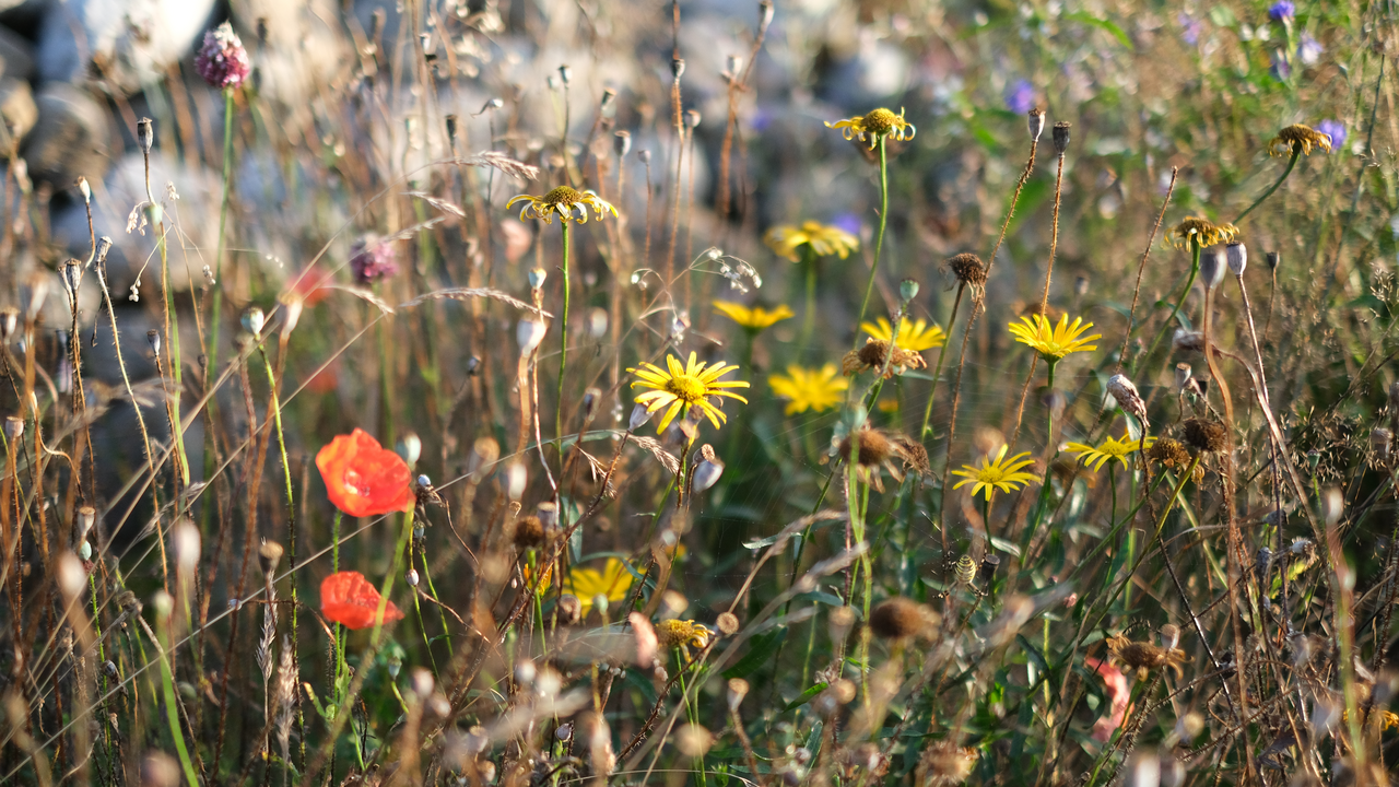 Lebensräume für Bienen & Schmetterlinge Bienen, Schmetterlinge und andere Insekten sind für gesunde Ökosysteme unersetzlich. Auf dieser Führung entdecken Sie die wichtigsten Pflanzen, die Insekten wertvolle Nahrung und Lebensraum bieten. Sie erfahren, an welchen Pflanzen sich Raupen entwickeln, welche Blüten für Wildbienen besonders attraktiv sind und wie wir in der Permakultur gezielt Lebensräume schaffen. Der Rundgang führt Sie quer durch blühende Gartenanlagen und artenreiche Wiesen. Unterwegs gibt es Tipps, wie sich auch im eigenen Garten oder auf dem Balkon insektenfreundliche Strukturen schaffen lassen. Dieses Angebot verbindet Naturwissen mit praktischen Ideen für den eigenen Alltag und inspiriert dazu, Verantwortung für die Umwelt zu übernehmen. Für Firmen und Vereine ist es ein gemeinsames Erlebnis mit bleibendem Mehrwert.