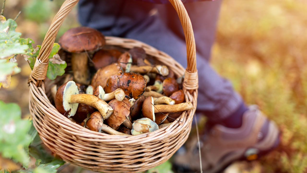 In diesem Kurs entführen wir dich ins Reich der Pilze. Du lernst verschiedene Pilzarten und ihre Begleitpflanzen kennen. Wir erklären dir, wie ein typischer Fundplatz aussieht und wie du Pilze richtig bestimmen kannst. Auch über Schonzeiten und Pilzkontrollstellen werden wir dich informieren. Pilze selbst zu ziehen, ist gar nicht so schwer. Wir werden im Kurs zusammen eine Pilzkultur ansetzen, welche du anschliessend nach Hause nehmen kannst.