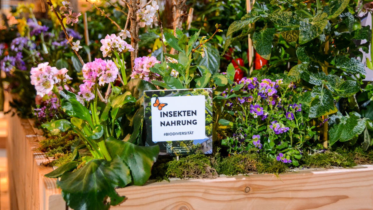 Balkon Bienen- und Insektenfreundlich gestalten Auf deinem Balkon soll es lebhaft Summen und Flattern? Dann bist du in diesem Workshop genau richtig. Lerne in 45 Minuten, welche Pflanzen Bienen, Schmetterlinge und weitere Insekten bevorzugen und in welchen Pflanzgefässen sie am besten gedeihen. Tu was für Bienen und Insekten im urbanen Umfeld und setze mit deinem Balkon ein Zeichen für die Biodiversität.