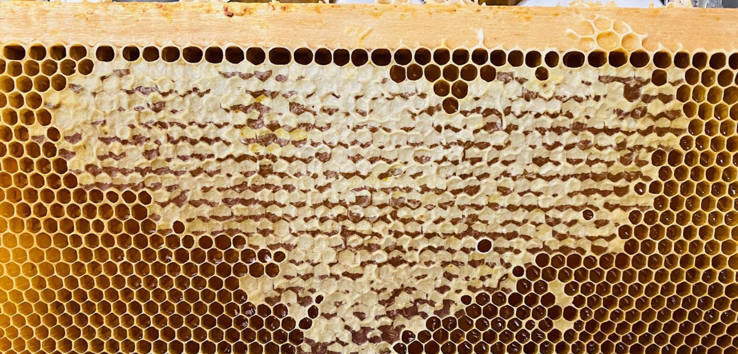 Gschänkli Workshop - mit der Magie des Selbermachens produziert ihr eure eigenen, wohltuenden Balsame und Bienenwachskerzen. Stelle mit deinem Team einzigartige Weihnachtsgeschenke ganz nach dem Motto "Slow Living" her. Mit unserem Stadtzürcher Bienenwachs zaubert ihr Lippen- und Erkältungsbalsame, Kerzen und weitere Mitbringsel, für euch selbst, für eure Arbeitskolleg:innen oder Kund:innen.