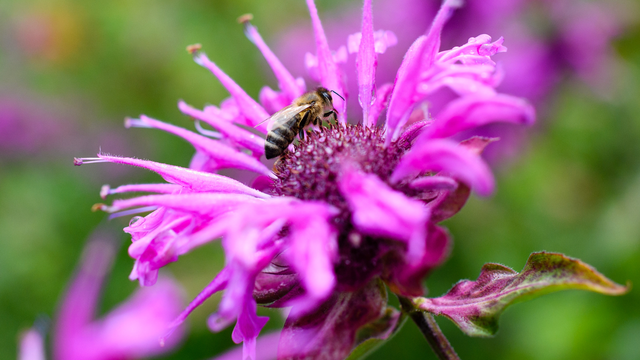 Lebensräume für Bienen & Schmetterlinge Bienen, Schmetterlinge und andere Insekten sind für gesunde Ökosysteme unersetzlich. Auf dieser Führung entdecken Sie die wichtigsten Pflanzen, die Insekten wertvolle Nahrung und Lebensraum bieten. Sie erfahren, an welchen Pflanzen sich Raupen entwickeln, welche Blüten für Wildbienen besonders attraktiv sind und wie wir in der Permakultur gezielt Lebensräume schaffen. Der Rundgang führt Sie quer durch blühende Gartenanlagen und artenreiche Wiesen. Unterwegs gibt es Tipps, wie sich auch im eigenen Garten oder auf dem Balkon insektenfreundliche Strukturen schaffen lassen. Dieses Angebot verbindet Naturwissen mit praktischen Ideen für den eigenen Alltag und inspiriert dazu, Verantwortung für die Umwelt zu übernehmen. Für Firmen und Vereine ist es ein gemeinsames Erlebnis mit bleibendem Mehrwert.