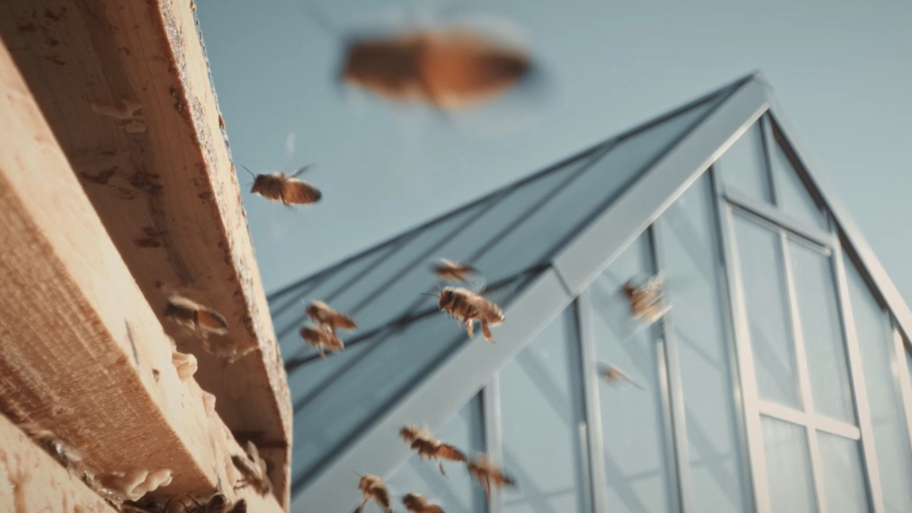 Gschänkli Workshop - mit der Magie des Selbermachens produziert ihr eure eigenen, wohltuenden Balsame und Bienenwachskerzen. Stelle mit deinem Team einzigartige Weihnachtsgeschenke ganz nach dem Motto "Slow Living" her. Mit unserem Stadtzürcher Bienenwachs zaubert ihr Lippen- und Erkältungsbalsame, Kerzen und weitere Mitbringsel, für euch selbst, für eure Arbeitskolleg:innen oder Kund:innen.