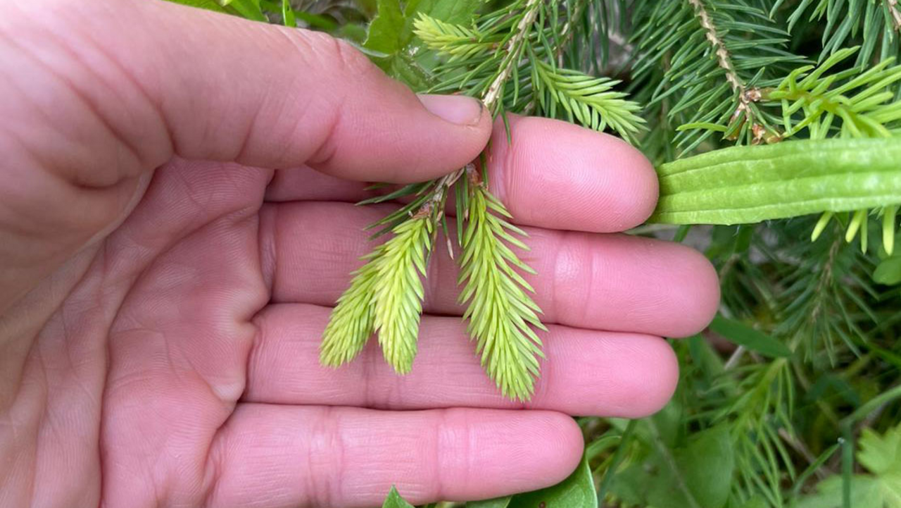 Die Natur ist ein reich gedeckter Tisch – wenn man weiss, wo man hinschauen muss. Bei diesem besonderen Erlebnis lernen Sie essbare Wildpflanzen kennen, sammeln und geniessen. Dabei entdecken Sie nicht nur spannende Geschmacksrichtungen, sondern auch die Freude am unmittelbaren Verarbeiten mit dem, was direkt um uns wächst.