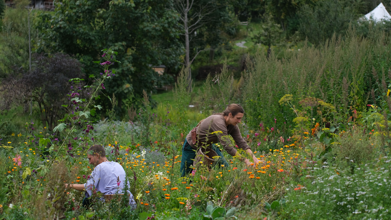 Kraft der Pflanzen – traditionell & heute Viele Pflanzen, Hier in der Schweiz wachsen, werden seit Jahrhunderten als Heilkräuter genutzt. Auf dieser Führung lernen Sie sowohl kultivierte als auch wild wachsende Heilpflanzen kennen und erfahren, welche Wirkungen ihnen zugeschrieben werden. Unsere Kräuterfachleute geben Einblicke in traditionelle Anwendungen und moderne Verarbeitungsmethoden. Sie zeigen, wie Blätter, Blüten und Wurzeln schonend geerntet und zu hochwertigen Produkten wie Tee, Ölauszügen oder Salben verarbeitet werden. Ein inspirierender Ausflug, der altes Wissen mit modernen Ansätzen verbindet.