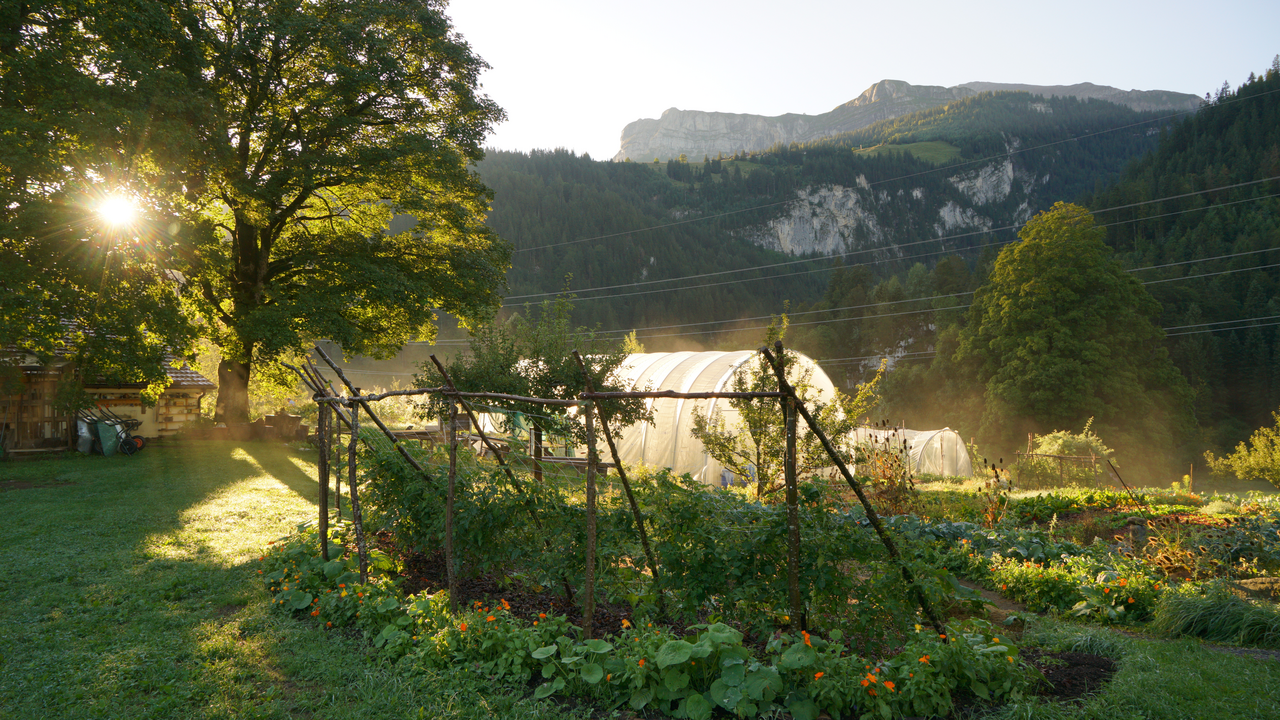 Hoch über dem Tal, inmitten einer vielfältigen Berglandschaft, pflegen wir eine der artenreichsten Permakulturanlagen der Schweiz. Auf dieser geführten Tour tauchen Sie ein in unsere Gärten, Terrassen und Anbauflächen. Sie besuchen den Gemüsegarten, die Staudengärtnerei, den Saatgutgarten, den Pilzpfad und die duftenden Kräuterterrassen.