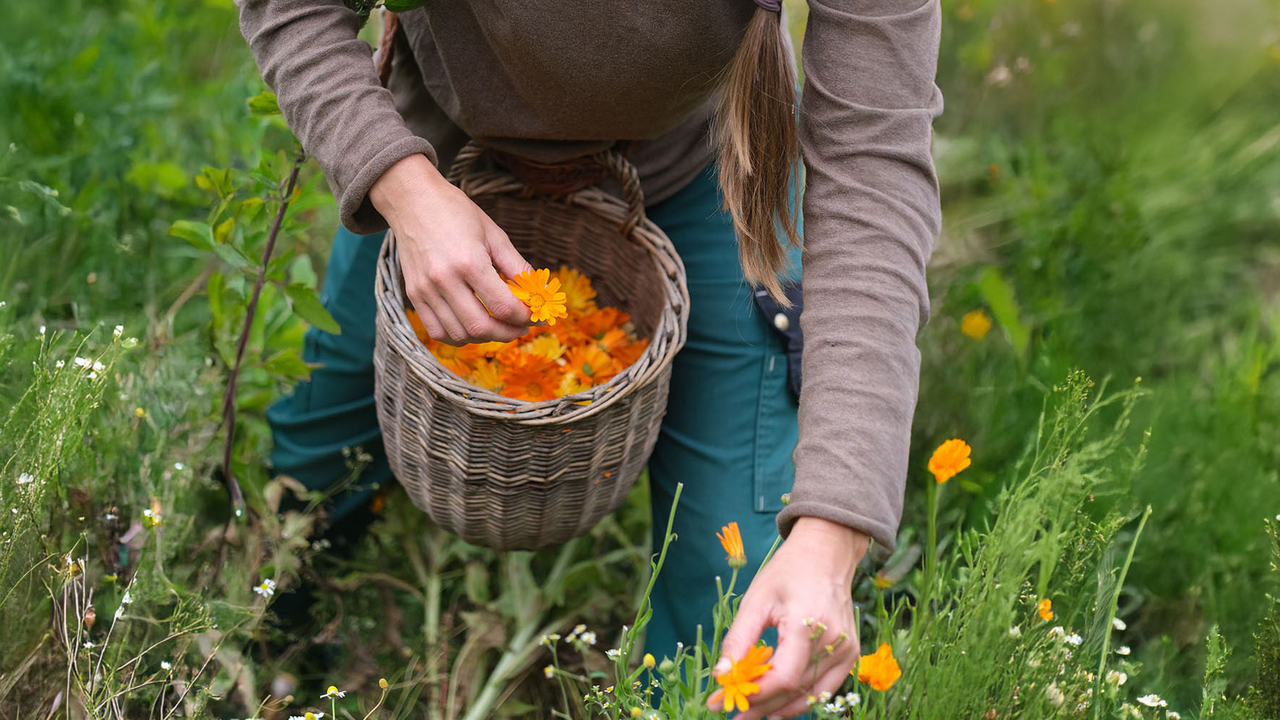 Kraft der Pflanzen – traditionell & heute Viele Pflanzen, Hier in der Schweiz wachsen, werden seit Jahrhunderten als Heilkräuter genutzt. Auf dieser Führung lernen Sie sowohl kultivierte als auch wild wachsende Heilpflanzen kennen und erfahren, welche Wirkungen ihnen zugeschrieben werden. Unsere Kräuterfachleute geben Einblicke in traditionelle Anwendungen und moderne Verarbeitungsmethoden. Sie zeigen, wie Blätter, Blüten und Wurzeln schonend geerntet und zu hochwertigen Produkten wie Tee, Ölauszügen oder Salben verarbeitet werden. Ein inspirierender Ausflug, der altes Wissen mit modernen Ansätzen verbindet.