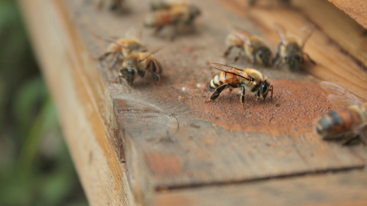 Von der Biene zum Honig: Tauchen Sie ein in die faszinierende Welt der Honigbienen. Mit viel Herzblut und grossem Wissen werden Sie von Hans Reber in die Arbeiten eines Imkerjahres eingeweiht und erhalten einen Einblick in die Lebensweise dieser kleinsten Nutztiere der Welt. Sie können einen Blick in den Schleuderraum werfen und die Entstehung dieses unvergleichlichen Naturproduktes mitverfolgen. Gerne gehen wir bei der Führung auf Ihre individuellen Interessen und Wünsche ein. Nach einer Planwagenfahrt gibt's ein ausgiebiges Mittagessen. Was für ein Ausflug!