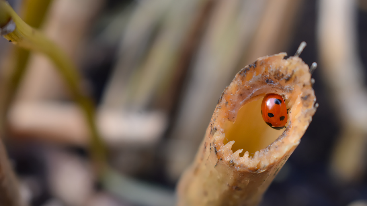 In nur 45 Minuten lernt ihr, wie ihr eure Balkone in kleine Paradiese für Bienen, Schmetterlinge und Nützlinge verwandelt. Ihr erfährt, welche Pflanzen besonders beliebt sind, wie ihr Nützlinge wie Marienkäfer und Ohrwürmer fördern könnt - und warum das auch eurer Ernte guttut. Gemeinsam schaffen wir Raum für mehr Biodiversität im Städtischen Raum.