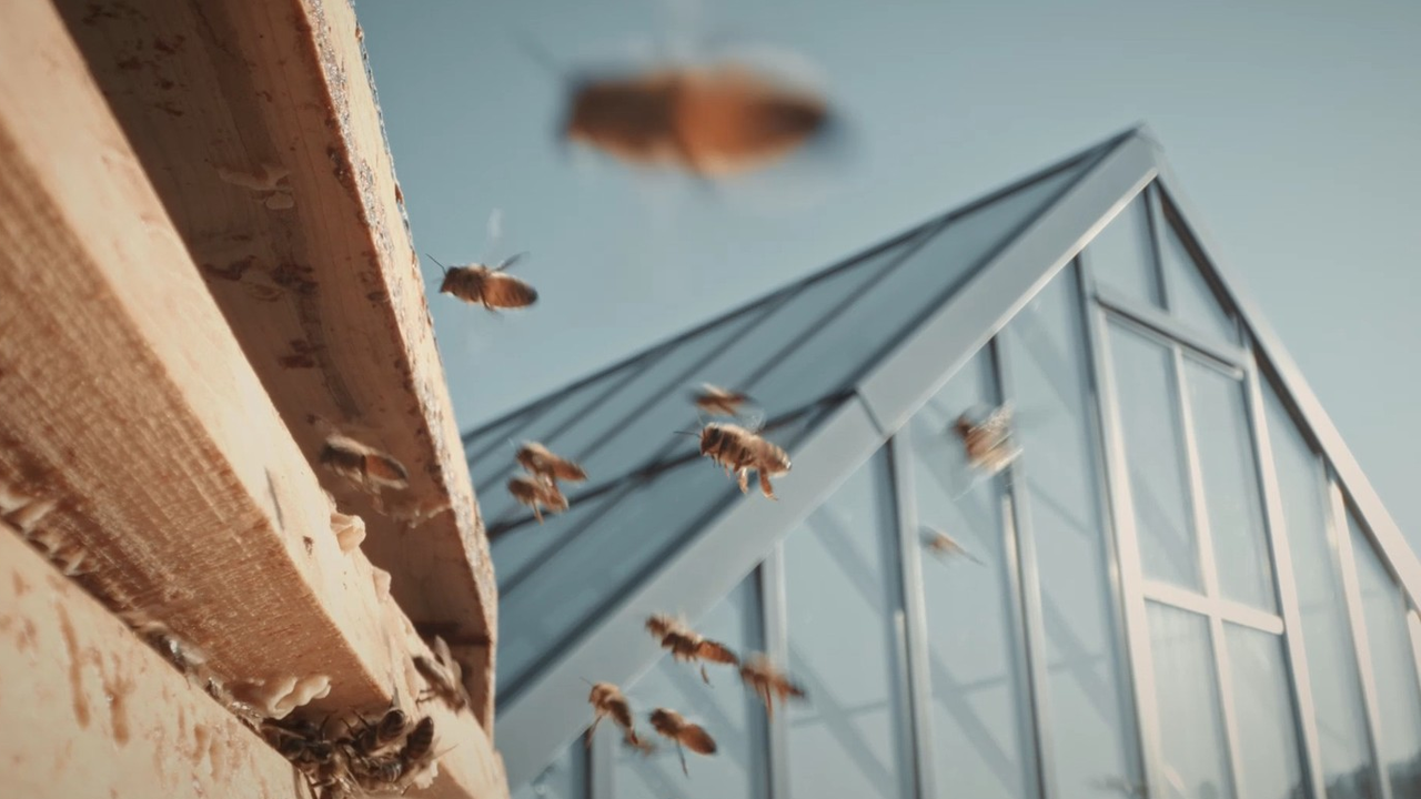 Bienenerlebnis über den Dächern Zürichs: Ganz nah bei den Bienen im Schutzanzug oder aus sicherer Entfernung. Wir erklären das faszinierende Zusammenleben der Bienen und zeigen die wichtigsten Handgriffe direkt am Bienenstock. Wir sprechen darüber wie Honig entsteht, was das Bienenvolk antreibt und es manchmal dazu veranlasst, in ein Fussballstadion zu ziehen. Wer möchte, darf auch einen Blick in unsere Manufaktur werfen und dabei in die Welt des flüssigen Goldes eintauchen.