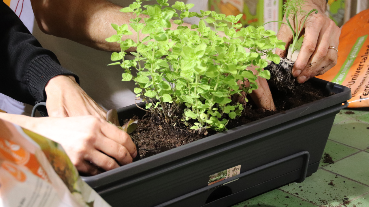 Unsere Erlebnisworkshops für Teams sind interaktiv und verbinden nützliches Wissen mit viel Spass! Bepflanzt euren eigenen urbanen Garten und lernt wie ihr ihn pflegt. Oder kreiert schöne Blumensträusse und Blumendekorationen aus lokalen Schnittblumen.