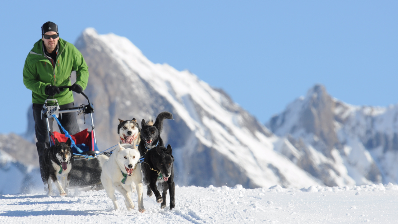 Huskyplausch Eine Einführung in die Welt der Schlittenhunde gibt uns das nötige Rüstzeug für den richtigen Umgang mit den Hunden und dem Schlitten. Unter fachkundiger Anleitung der Guides ziehen wir den Huskies die Zuggeschirre an und spannen sie ein, bevor es anschliessend auf den Trail geht. Jeder Gast hat die Möglichkeit, den Schlitten selber zu lenken.
