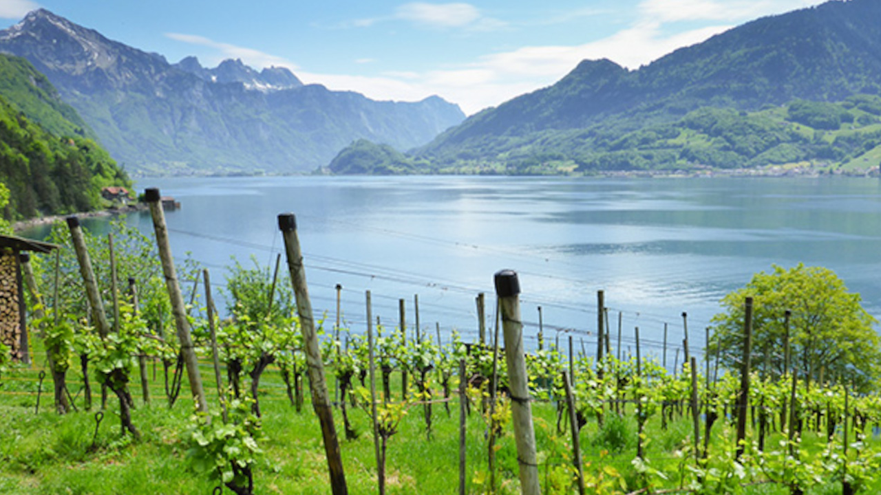 Weinwanderung und Schifffahrt Verwöhnen Sie Ihre Freunde, Mitarbeiter oder Kunden: Wanderung hoch über dem Walensee, Wein-Degustation beim Winzer, ein feines Essen direkt am See und zum Abschluss eine Schifffahrt auf dem See.