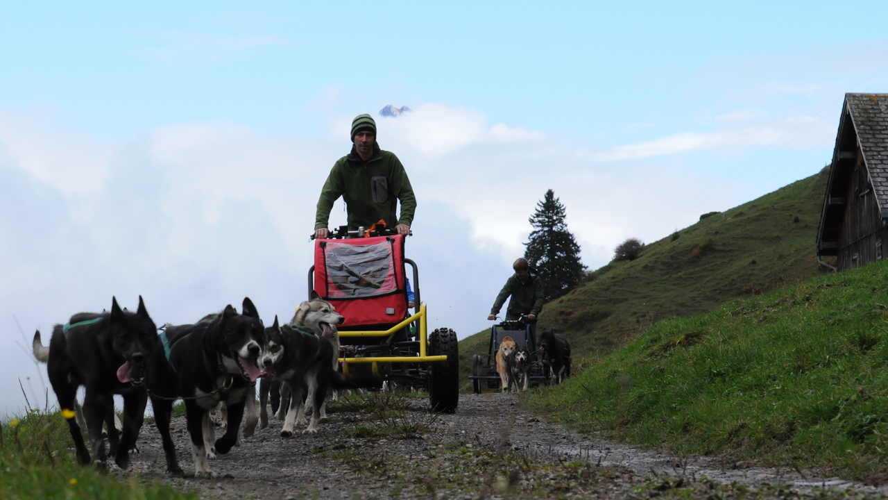 Huskyplausch im Sommer Was machen Huskys im Sommer? Pause? Natürlich nicht, vielmehr haben ihre Zweibeiner die Kuven mit Rädern getauscht …