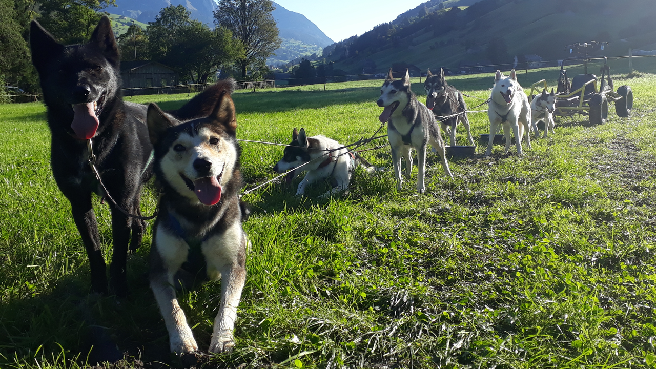 Huskyplausch im Sommer Was machen Huskys im Sommer? Pause? Natürlich nicht, vielmehr haben ihre Zweibeiner die Kuven mit Rädern getauscht …
