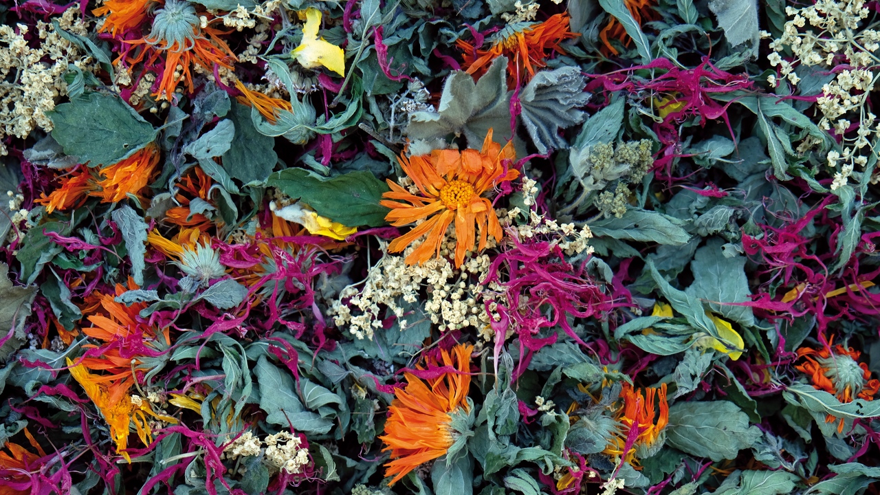 Hoch über dem Brienzersee, eingebettet in eine einzigartige Permakulturlandschaft, erwartet Sie ein duftendes und geschmackvolles Erlebnis: Unser Kräuter-Tee-Workshop führt auf einer sinnlichen Entdeckungsreise durch die Vielfalt unserer Bergkräuter – vom aromatischen Klassiker bis zur überraschenden Rarität. Ab dem ersten Schritt in den Kräuterterrassen umhüllt Sie der betörende Duft von Muskatellersalbei, Melisse, Bergbohnenkraut und vielen weiteren Pflanzen. Hier gedeihen unzählige Kräuter in reiner Bergluft, von Hand gepflegt und geerntet. Die Höhenlage und die intensive Sonneneinstrahlung lassen besonders aromatische und wirkstoffreiche Pflanzen entstehen.