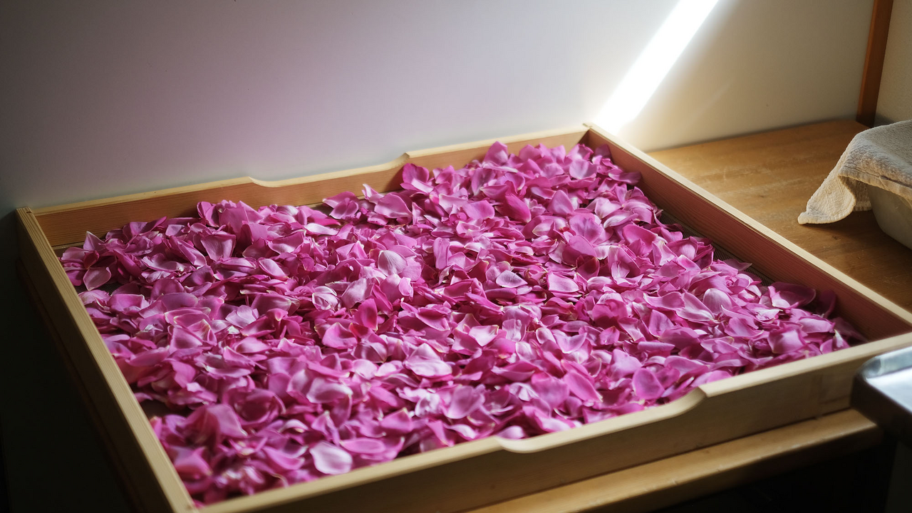 Hoch über dem Brienzersee, eingebettet in eine einzigartige Permakulturlandschaft, erwartet Sie ein duftendes und geschmackvolles Erlebnis: Unser Kräuter-Tee-Workshop führt auf einer sinnlichen Entdeckungsreise durch die Vielfalt unserer Bergkräuter – vom aromatischen Klassiker bis zur überraschenden Rarität. Ab dem ersten Schritt in den Kräuterterrassen umhüllt Sie der betörende Duft von Muskatellersalbei, Melisse, Bergbohnenkraut und vielen weiteren Pflanzen. Hier gedeihen unzählige Kräuter in reiner Bergluft, von Hand gepflegt und geerntet. Die Höhenlage und die intensive Sonneneinstrahlung lassen besonders aromatische und wirkstoffreiche Pflanzen entstehen.