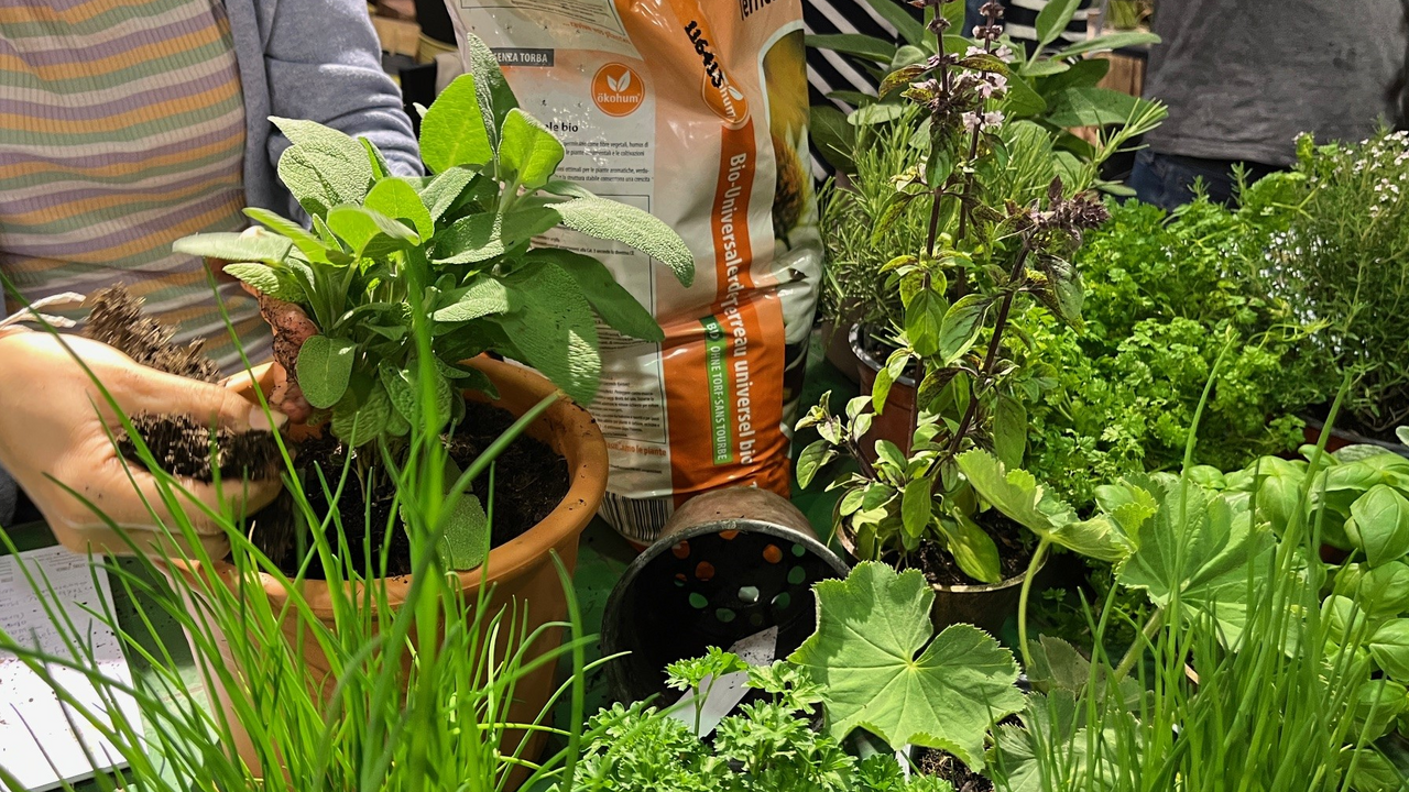 Kräuterkurs Sie riechen gut, sind dekorativ und geben Speisen ihren einmaligen Geschmack. Kräuter gehören zum urbanen Garten und bringen gesunde Geschmacksvielfalt in die Alltagsküche. Lass dich in unserem speziellen Kurs in die Welt der Kräuter entführen und entdecke die Vielfalt. Lerne mehr über die Ansprüche und speziellen Eigenschaften der verschiedenen Kräuter. Du erfährst, wie du sie anbaust, pflegst, erntest und in der Küche verwendest. Zusammen bepflanzen wir ein Gefäss mit deinen Lieblingskräutern, welches du mit nach Hause nehmen kannst.