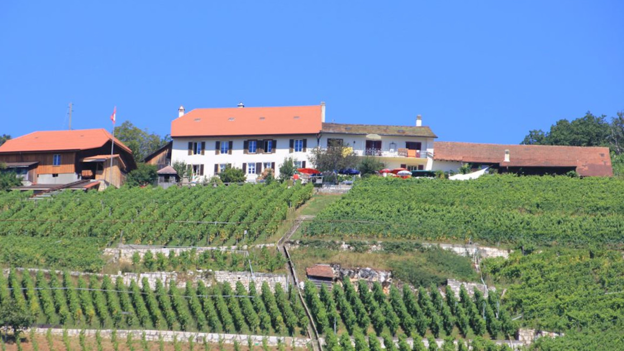 Rebenwanderung mit Apéro & Degustation Sie möchten das Seeland und die dort angebauten lokalen Weinsorten kennenlernen? Dann ist ein Ausflug aufs Weingut in Twann in den Rebbergen am Bielersee mit Apéro und Degustation der regionalen Weine genau das Richtige für Sie.