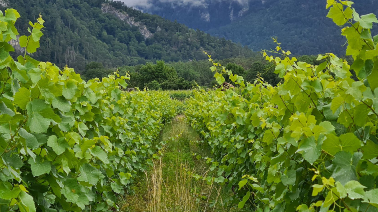 Weindegustation bioauthentisch Wir arbeiten bioauthentisch; eine Mischung aus biodynamisch und Permakultur. Das Resultat sind einzigartige, natürliche und ehrliche Weine. Degustieren Sie selber und erfahren Sie Spannendes über die naturnahe, wilde Anbaumethode!