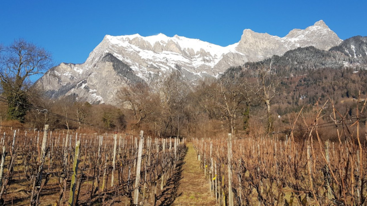 Wir arbeiten bioauthentisch; eine Mischung aus biodynamisch und Permakultur. Das Resultat sind einzigartige, natürliche und ehrliche Weine. Degustieren Sie selber und erfahren Sie Spannendes über die naturnahe, wilde Anbaumethode!