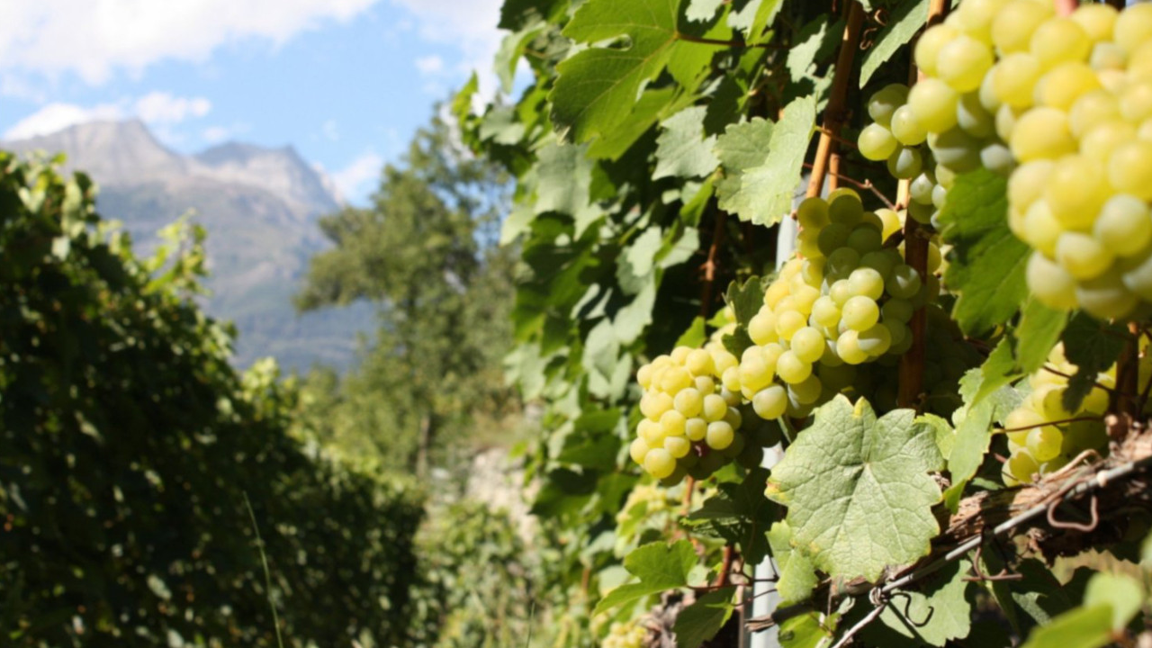 Wandern und Wein degustieren Erfahren Sie bei einem Besuch im Weinberg, wie dank resistenter Rebsorten Weinbau auf natürliche Art möglich ist!