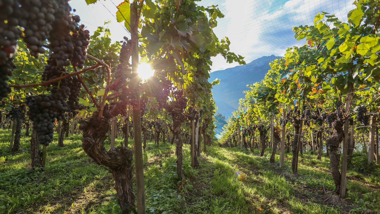 Weinkultur erleben in Chur: Wussten Sie, dass Chur einst die grösste Weinbaugemeinde Graubündens war? Erfahren Sie auf einem abwechslungsreichen Rundgang vom Bischöflichen Hof bis zum Weinbaumuseum Torculum allerlei Interessantes aus der über 2000 Jahre alten Weingeschichte der Alpenstadt.