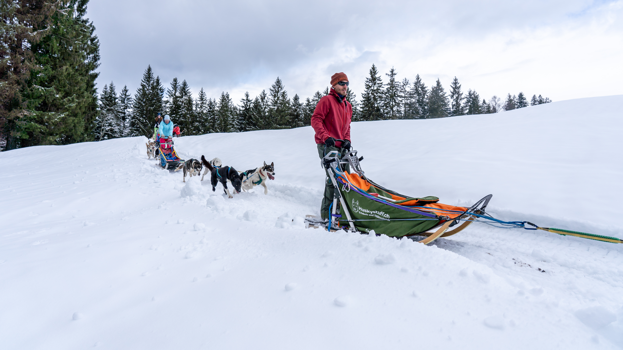 Husky-Halbtagestour Winter In diesem Workshop erhalten Sie durch viel Praxis und etwas Theorie einen Einblick in das Wesen der Schlittenhunde.