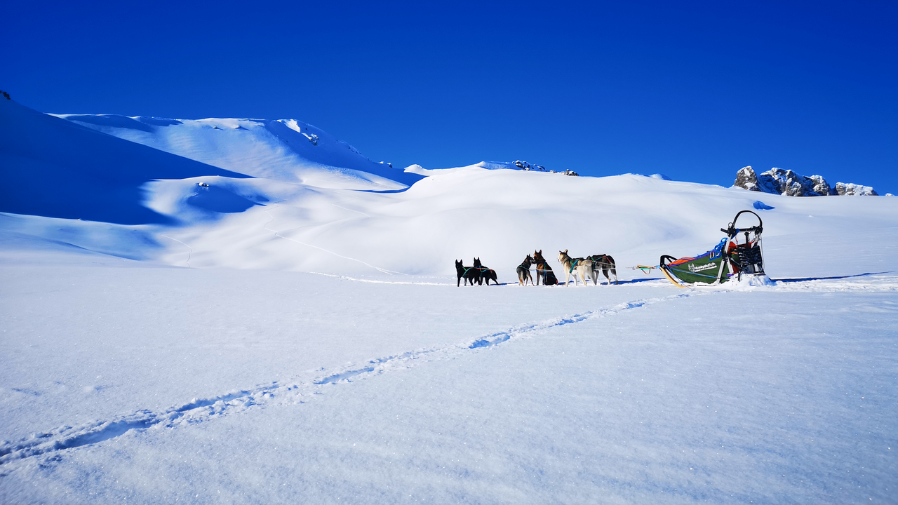Husky-Halbtagestour Winter In diesem Workshop erhalten Sie durch viel Praxis und etwas Theorie einen Einblick in das Wesen der Schlittenhunde.